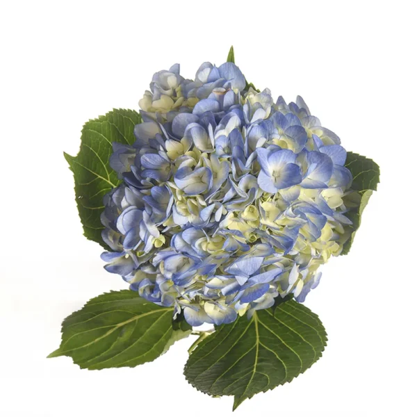 Flowers For Weddings