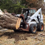 tree removal