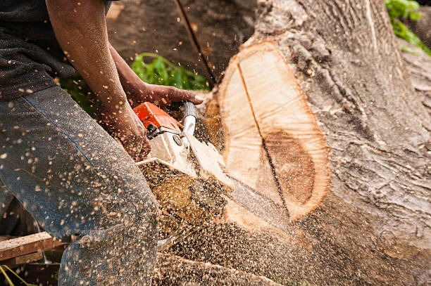 Creating Attractive and Functional Landscapes
